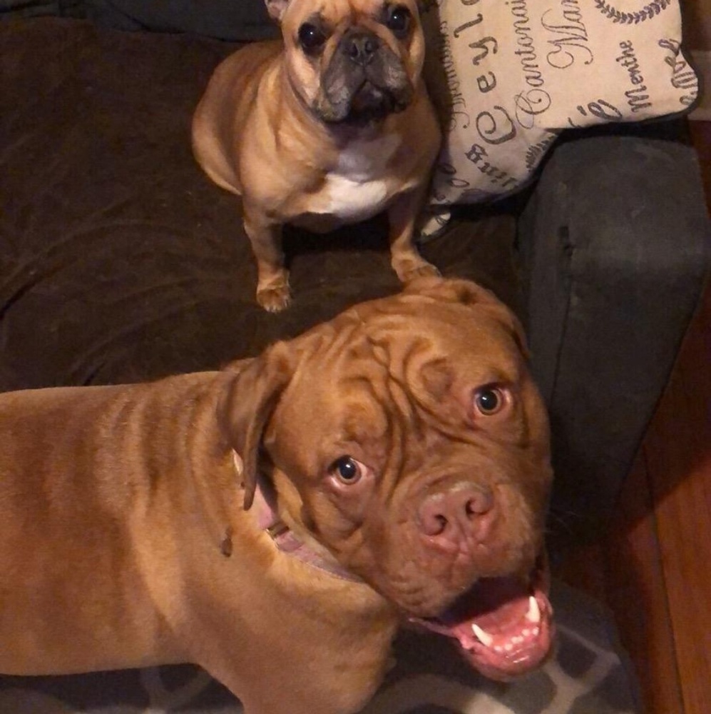 Meet your Posher, Kristin (dogs not for sale)